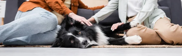 Vista cortada da borda collie olhando para a câmera perto do casal no chão na sala de estar, banner — Fotografia de Stock