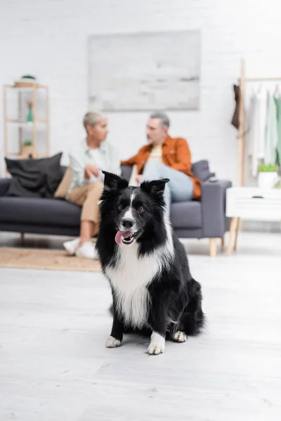 Border collie sticking out tongue near blurred couple in living room — Stock Photo