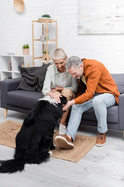 Happy couple petting border collie dog on sofa at home — Stock Photo