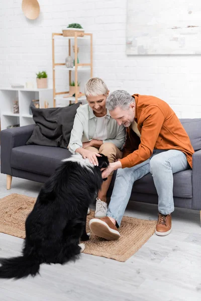 Heureux couple caressant frontière collie chien sur canapé à la maison — Photo de stock