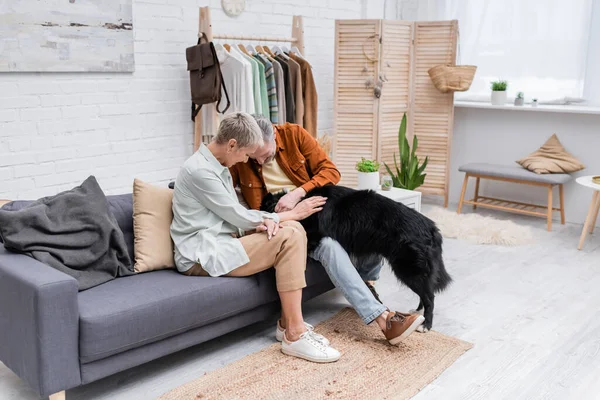 Casal alegre brincando com fronteira collie cão no sofá em casa — Fotografia de Stock