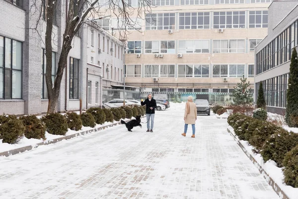 Mature man holding ball near border collie and wife on street in winter — Stock Photo