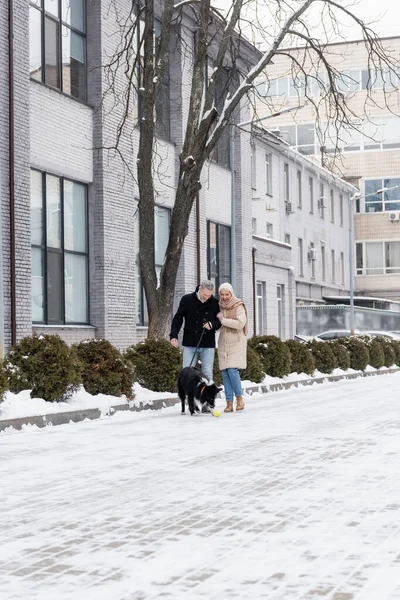 Positive family playing with border collie on urban street in winter — Stock Photo