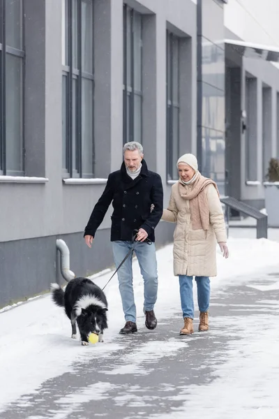 Frontera collie perro jugando con bola cerca sonriente pareja en invierno outfit al aire libre - foto de stock