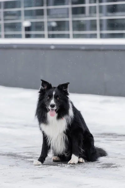 Border collie sitting on snow on urban street — Stock Photo