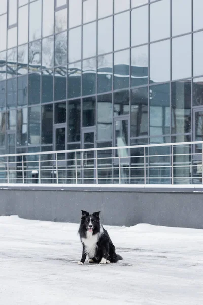 Border collie dog sitting on snow near building on urban street — Stock Photo