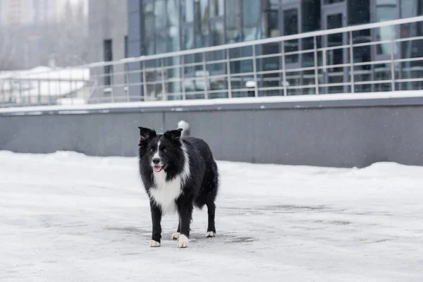 Border collie debout sur la rue urbaine en hiver — Photo de stock