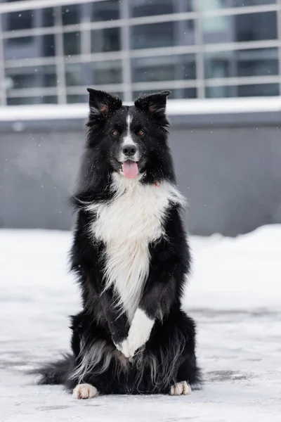 Collie frontière posant sur la neige dans la rue — Photo de stock