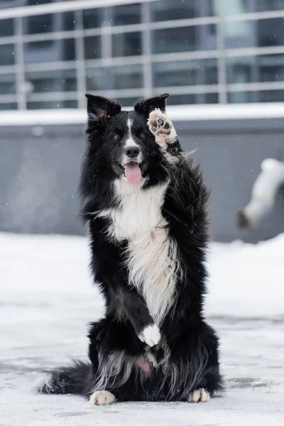 Border collie sticking out tongue and posing on snow outdoors — Stock Photo