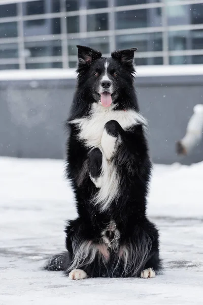 Frontera collie posando y mirando a la cámara en la nieve al aire libre - foto de stock