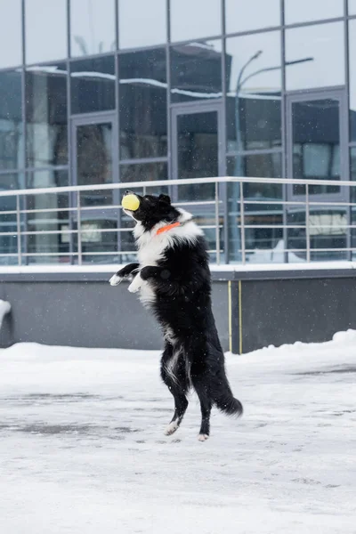 Frontera collie saltar mientras juega con pelota en la calle en invierno - foto de stock