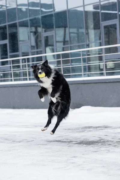 Border collie holding ball while jumping on urban street in winter — Stock Photo