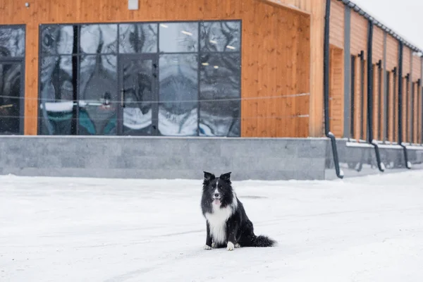 Border collie looking at camera while sitting on snow near building on urban street — Stock Photo