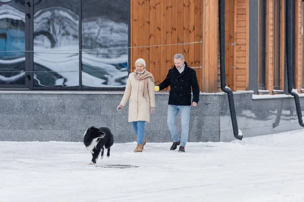 Couple positif jouant avec collie frontière près de la construction sur la rue urbaine en hiver — Photo de stock