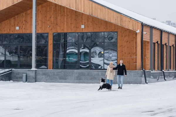 Mature man in winter outfit playing with border collie near wife and building on urban street — Stock Photo