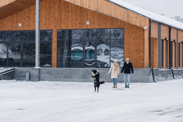 Positive couple looking at border collie playing with ball near building outdoors in winter — Stock Photo