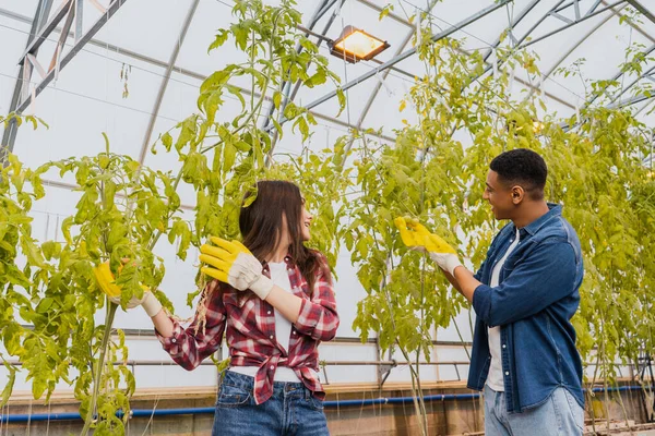 Multiethnic farmers in gloves checking plants in greenhouse — Stock Photo