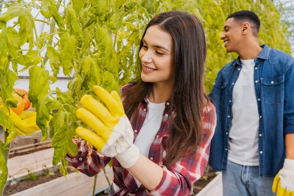 Positive farmer in gloves checking plants near african american colleague in greenhouse — Stock Photo