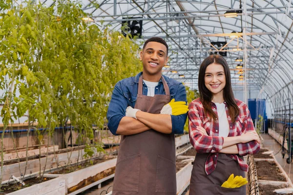 Positive multiethnic farmers in aprons crossing arms in greenhouse — Stock Photo