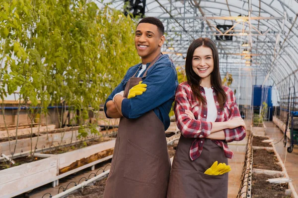 Cheerful interracial farmers in aprons looking at camera in greenhouse — Stock Photo