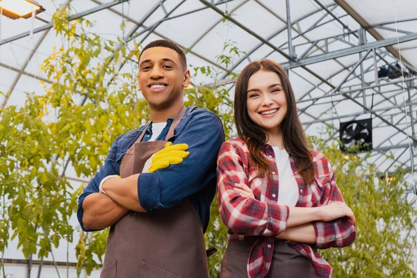 Low angle view of multiethnic farmers in gloves and aprons looking at camera in greenhouse — Stock Photo