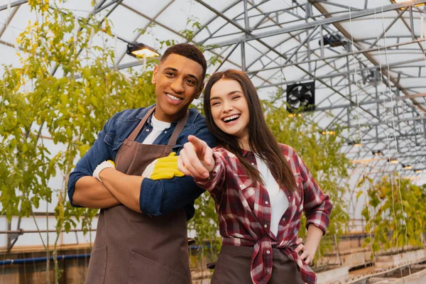 Feliz agricultor señalando con el dedo cerca de colega afroamericano en guantes y delantal en invernadero - foto de stock