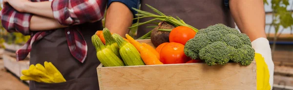 Cropped view of african american farmer holding organic vegetables near colleague in apron in greenhouse, banner — Stock Photo