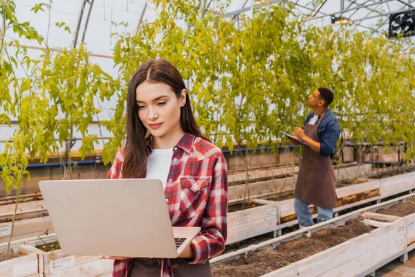 Young farmer using laptop near blurred african american colleague in greenhouse — Stock Photo