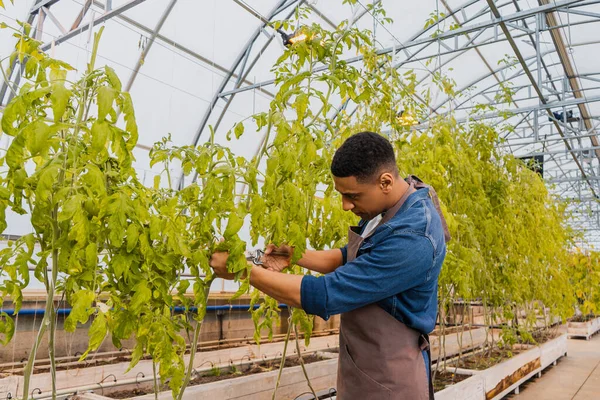 African american farmer cutting plant in greenhouse — Stock Photo