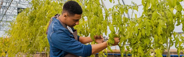 Agricultor afroamericano planta de corte en invernadero, pancarta - foto de stock