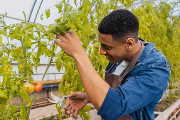 Fermier afro-américain souriant tenant des sécateurs près d'une plante en serre — Photo de stock