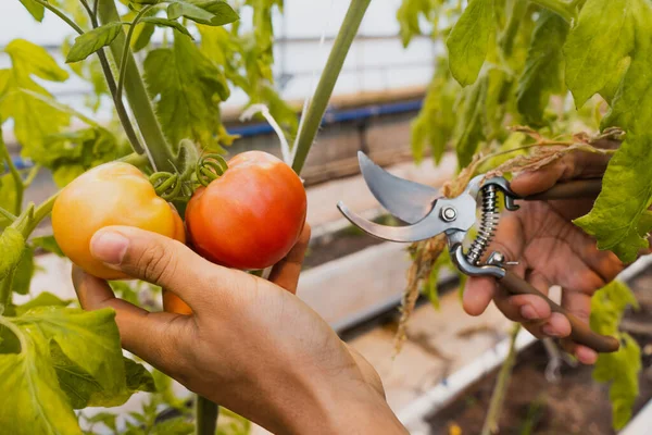 Обрезанный вид африканского американского фермера, держащего секаторы рядом с помидорами на растении в теплице — стоковое фото