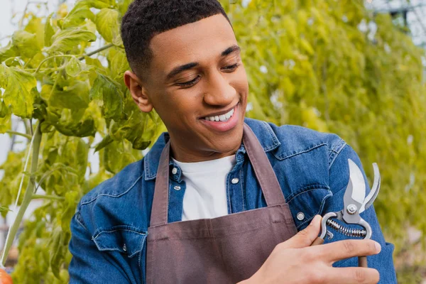 Portrait of cheerful african american farmer looking at secateurs in greenhouse — Stock Photo
