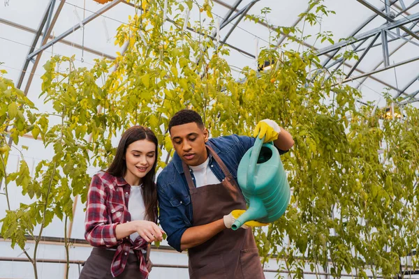 African american farmer holding watering can near colleague in greenhouse — Stock Photo