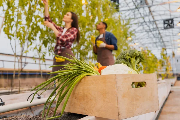 Box with fresh vegetables near blurred multiethnic farmers in greenhouse — Stock Photo