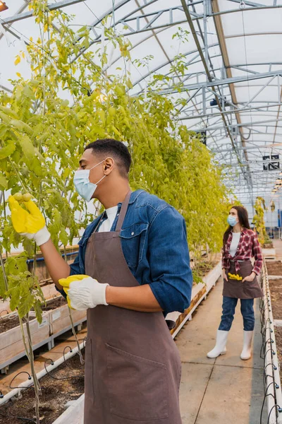 African american farmer in medical mask looking at tomatoes on plant near colleague in greenhouse — Stock Photo