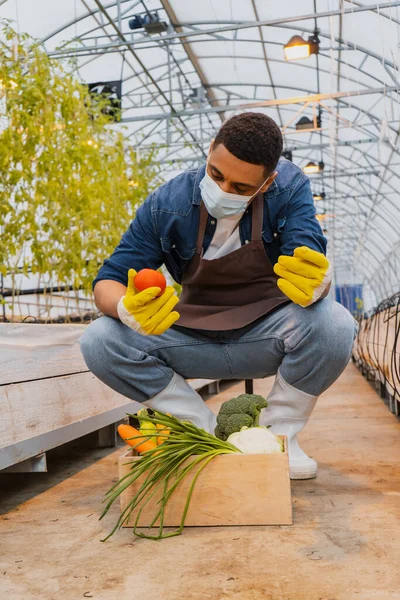 African american farmer in medical mask holding tomato near fresh vegetables in greenhouse — Stock Photo