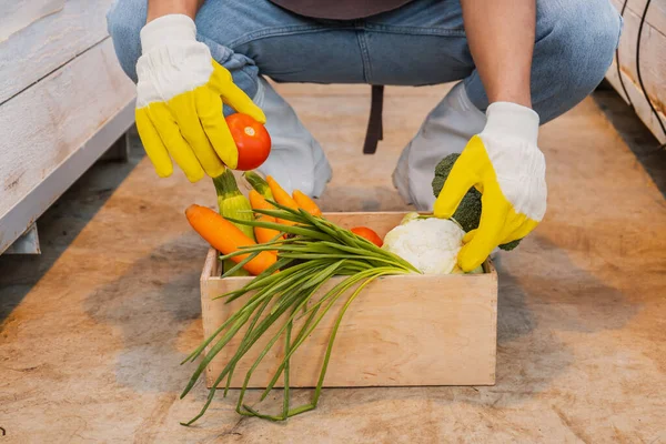 Vista recortada del agricultor afroamericano en guantes con verduras frescas en caja en invernadero - foto de stock