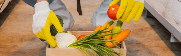 Cropped view of farmer in gloves holding organic vegetables in box in greenhouse, banner — Stock Photo