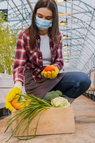 Jeune agriculteur en masque médical et gants prenant des légumes frais de la boîte en serre — Photo de stock