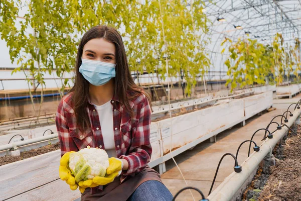 Young farmer in medical mask and gloves holding cauliflower near ground in greenhouse — Stock Photo