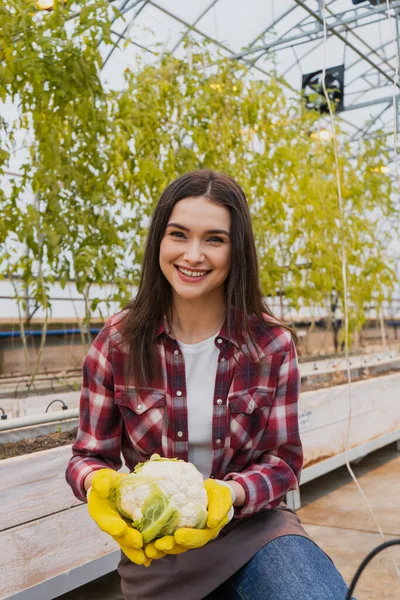 Cheerful farmer in gloves holding cauliflower in greenhouse — Stock Photo