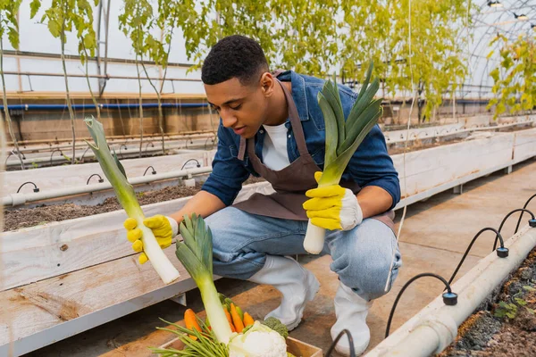 Agriculteur afro-américain tenant poireau près des légumes en serre — Photo de stock