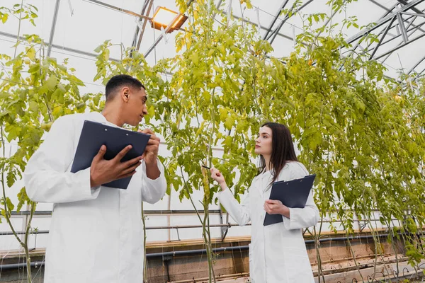 Assistenti di laboratorio interrazziali che tengono appunti vicino alle piante in serra — Foto stock