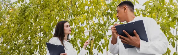 Asistentes de laboratorio multiétnicos sosteniendo portapapeles cerca de plantas en invernadero, pancarta - foto de stock