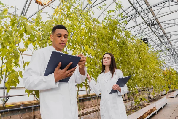 African american laboratory assistant writing on clipboard near colleague in greenhouse — Stock Photo