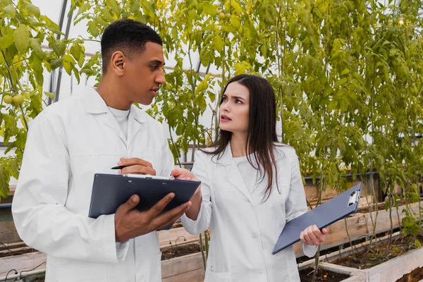 Assistentes de laboratório inter-racial com pranchetas falando perto de plantas em estufa — Fotografia de Stock