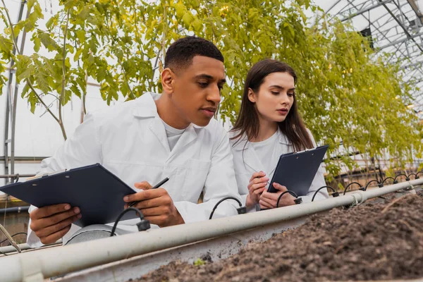 African american botanist holding clipboard near colleague and ground in greenhouse — Stock Photo