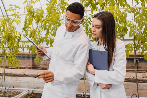 Африканский американский ботаник в очках держит планшет рядом с коллегой в теплице — стоковое фото