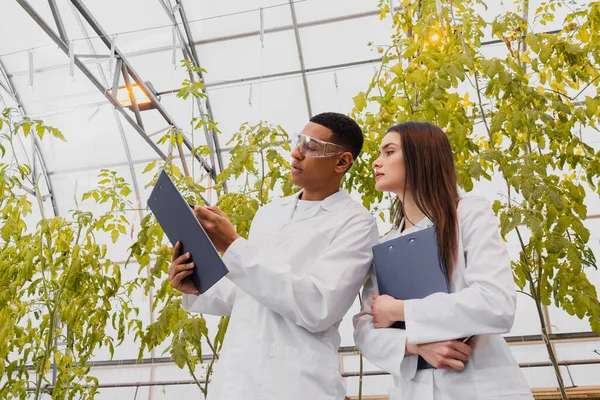 Low angle view of multiethnic botanists in white coats looking at clipboard in greenhouse — Stock Photo